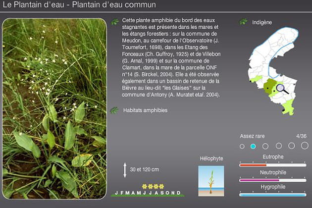 Alisma plantago-aquatica