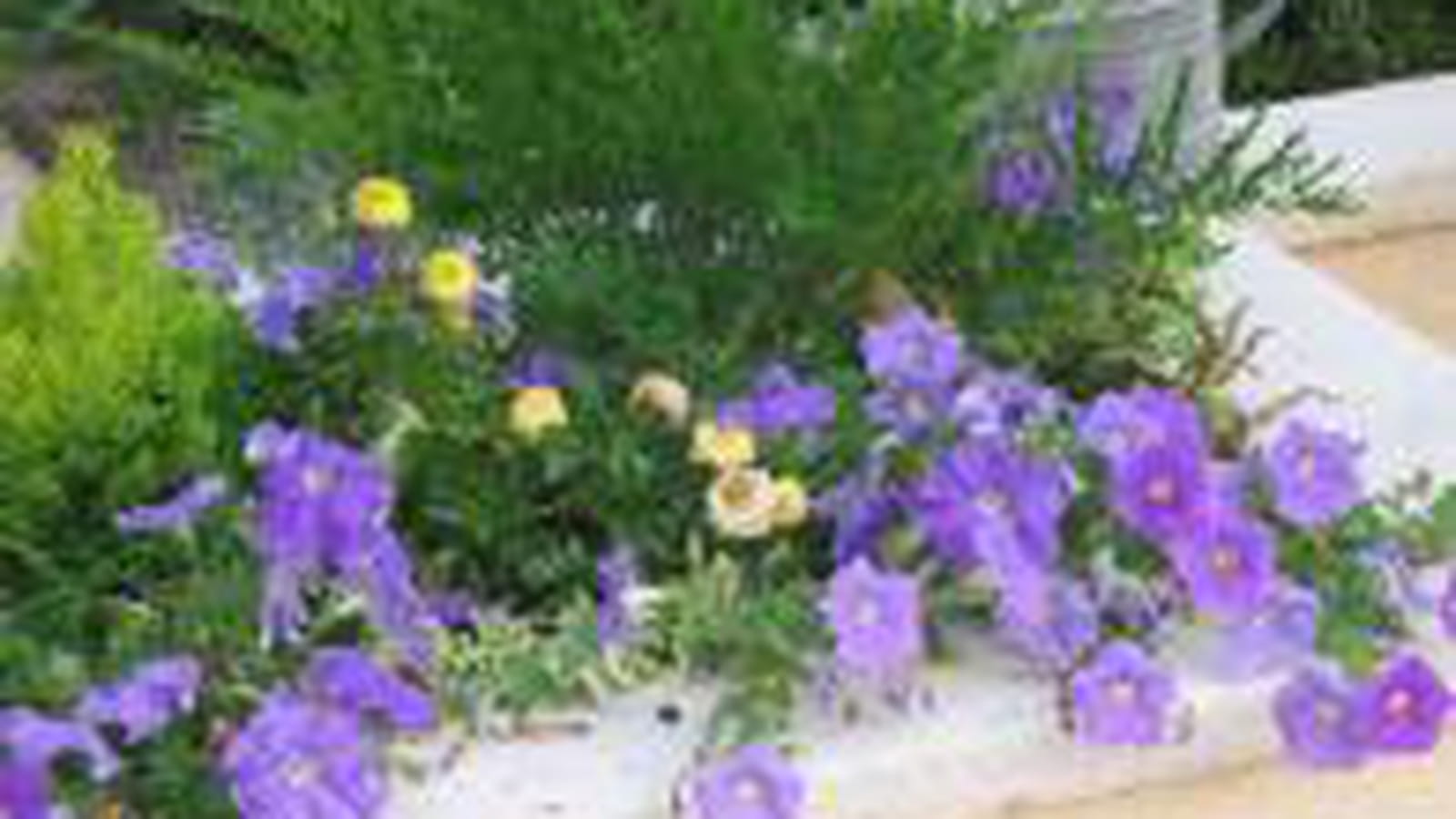Pétunias