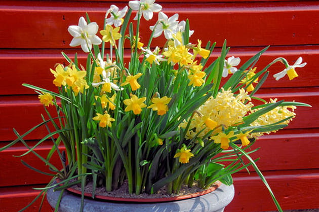 Des bulbes &agrave; tous les &eacute;tages