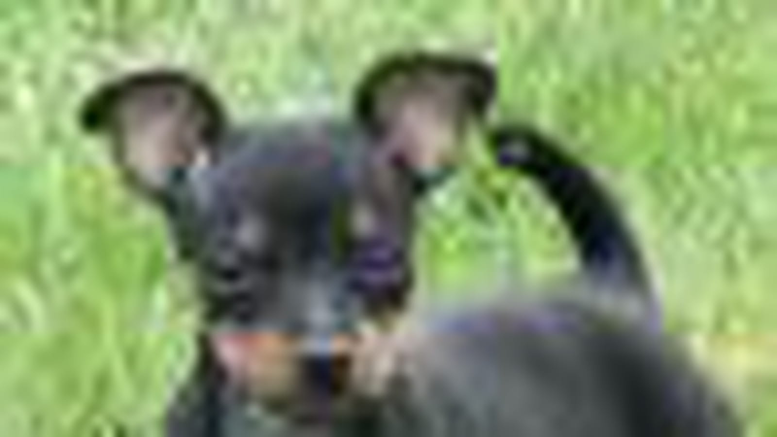 Le pinscher nain