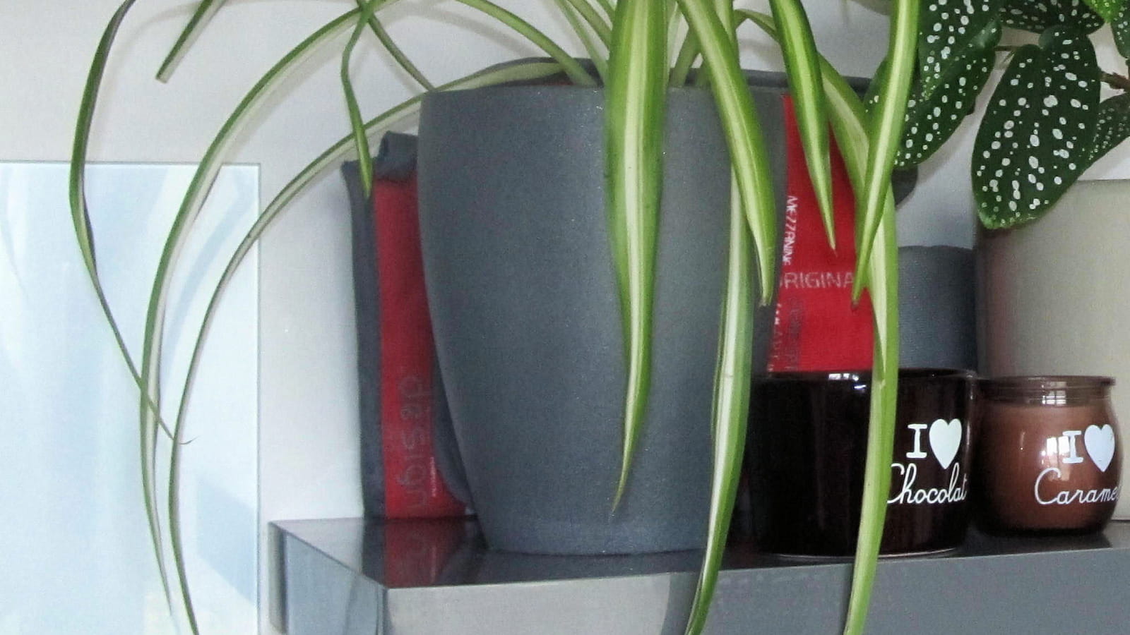Chlorophytum