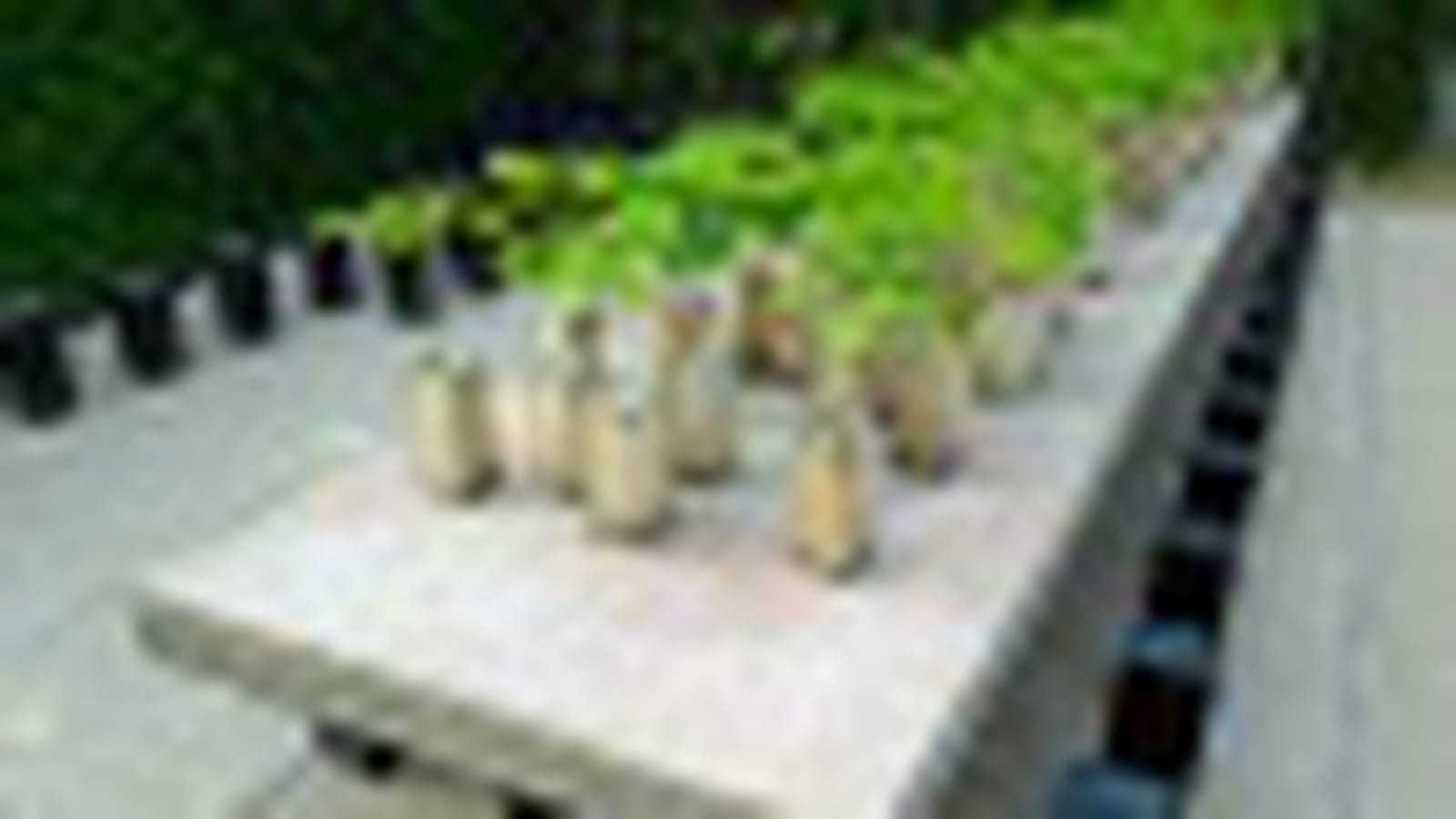 Le jardin Forest table