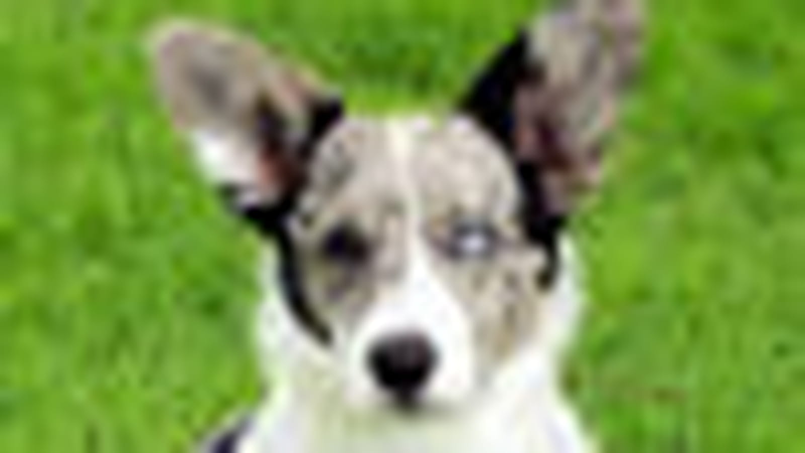 Welsh corgi