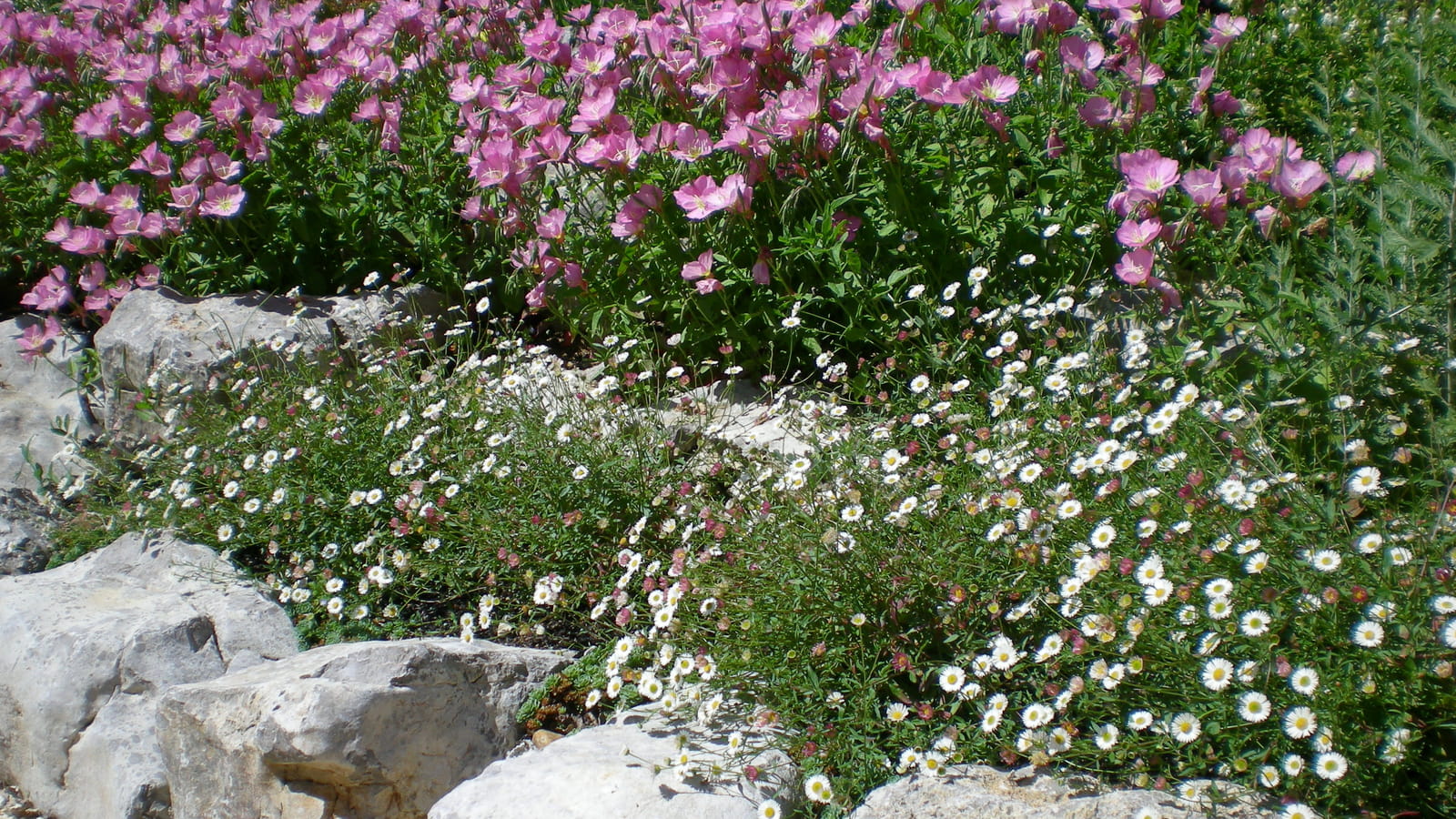 Onagres et marguerites