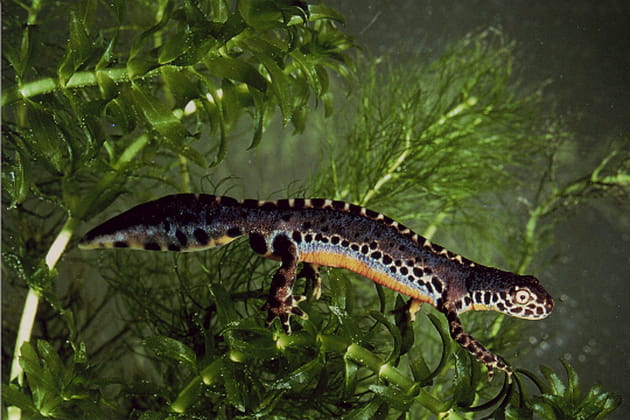 Le triton, roi des étangs