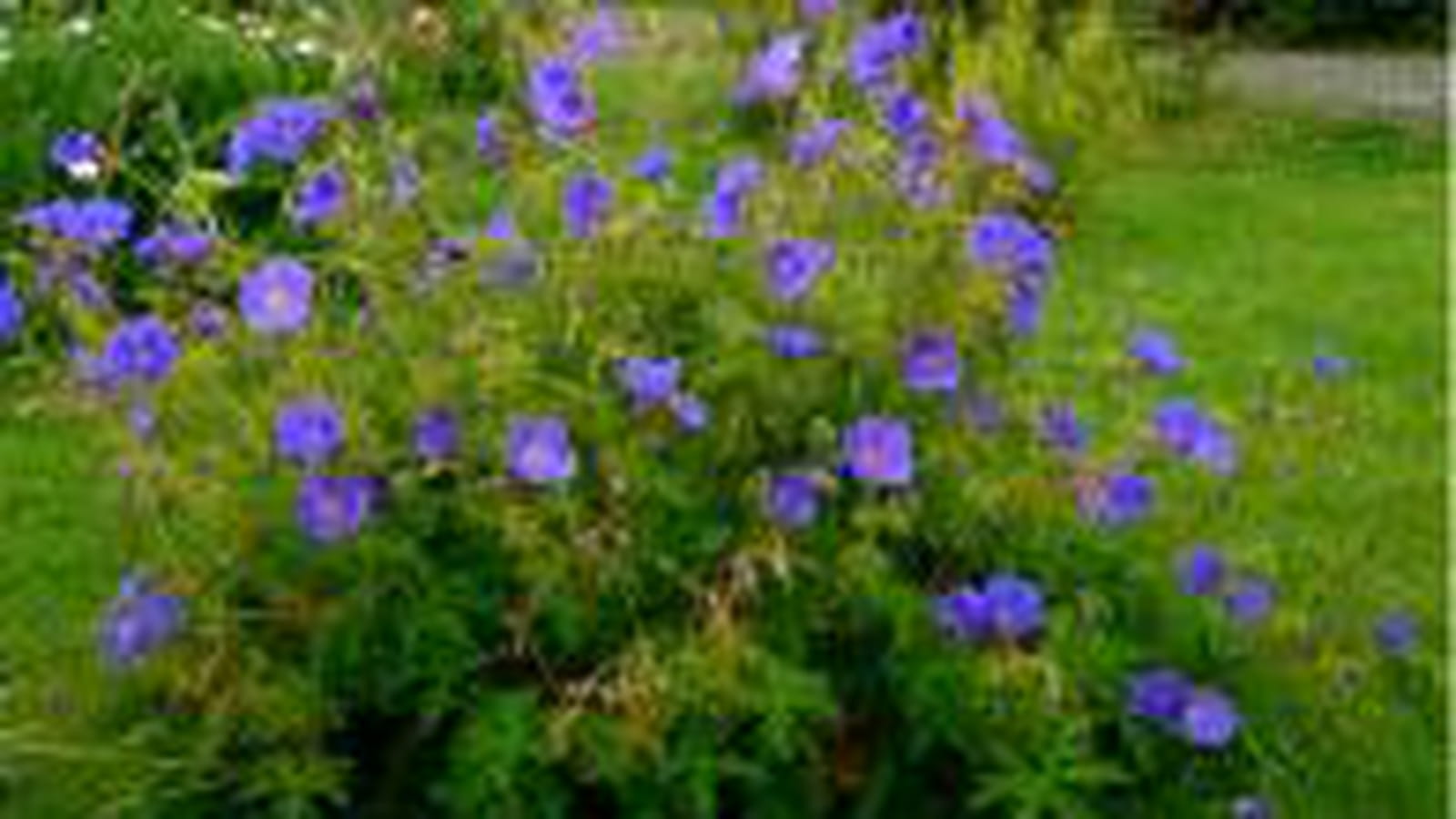 Geranium