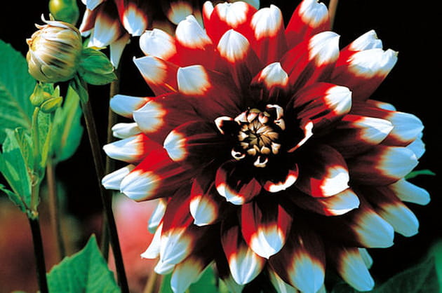 L'ind&eacute;modable dahlia