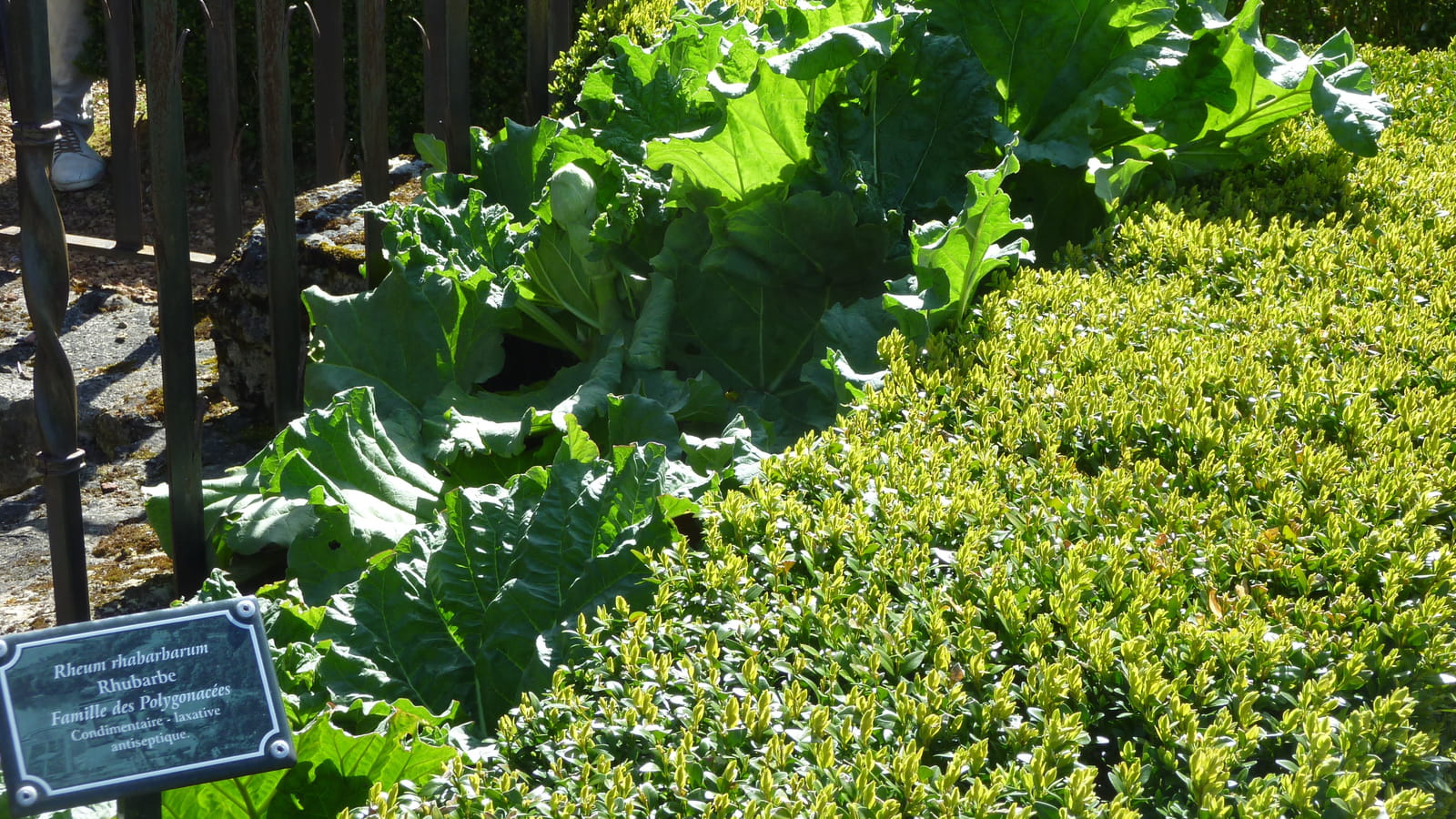 Rhubarbe