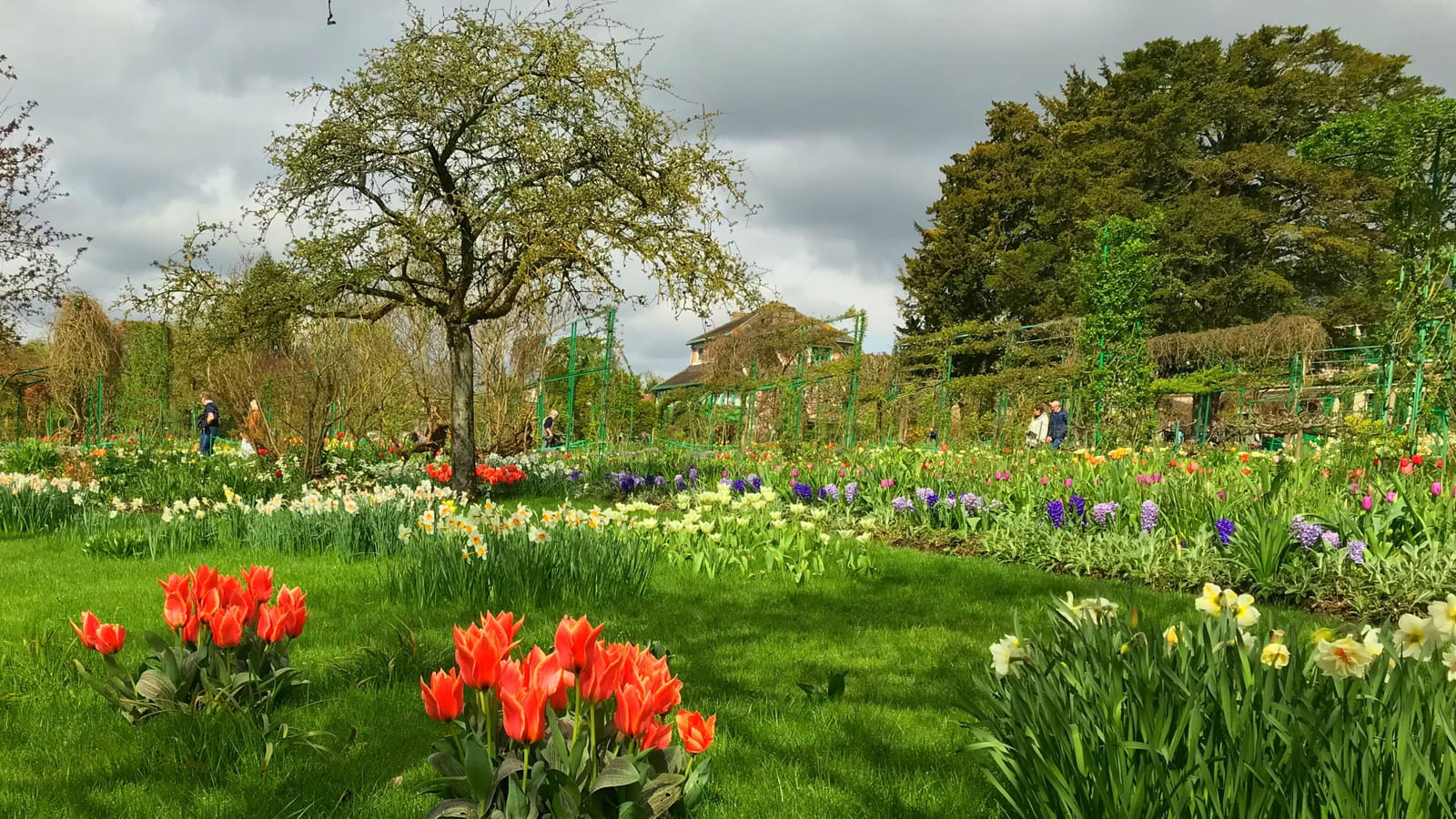 Tulipes & narcisses