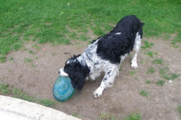 Un frisbee pour se dépenser