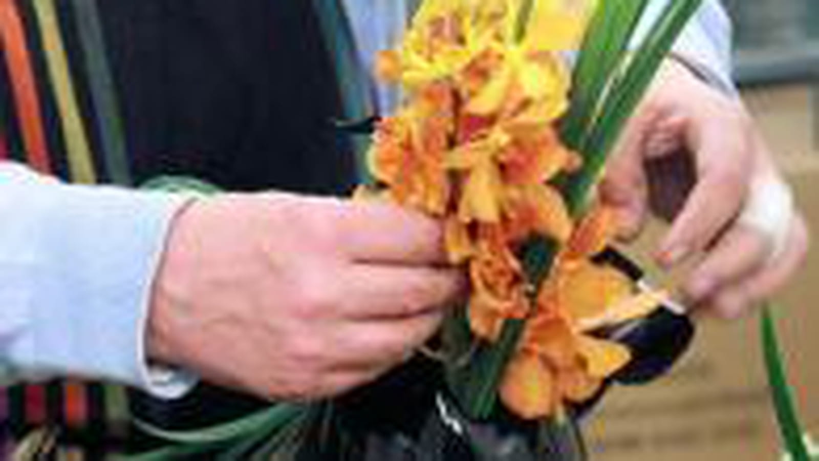 Orchidées