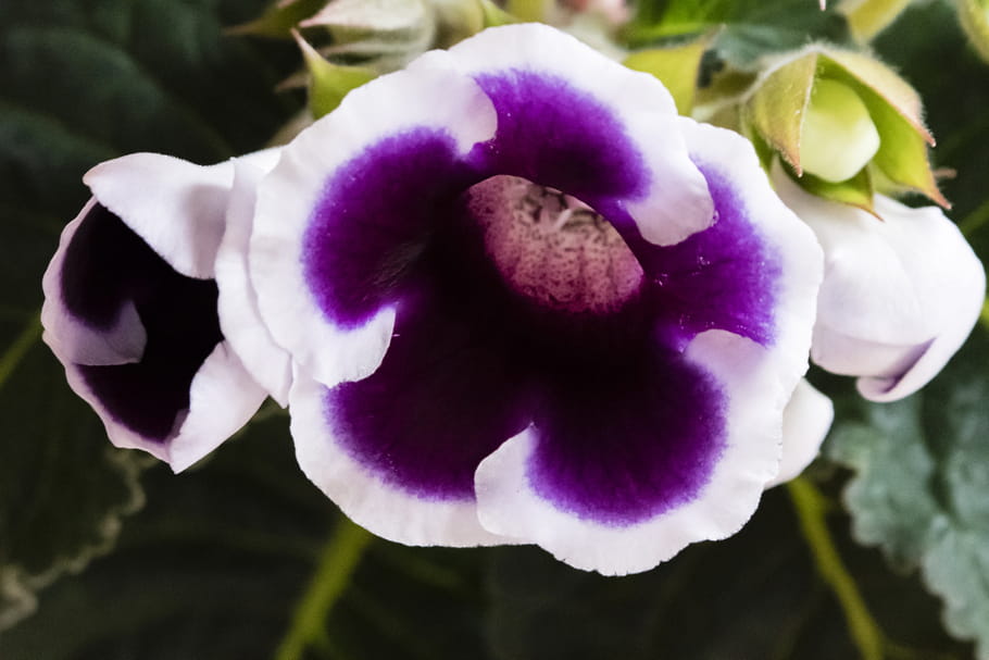 Gloxinia