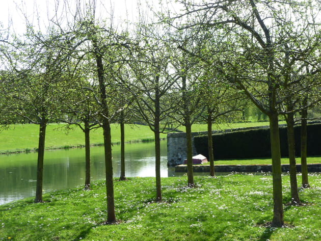 Des rang&eacute;es de pommiers