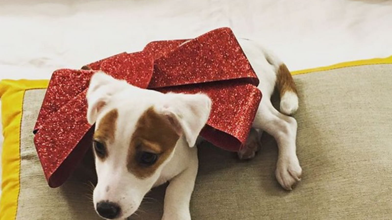 Pita, le chien de Nabilla 