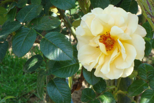 A lovely english rose