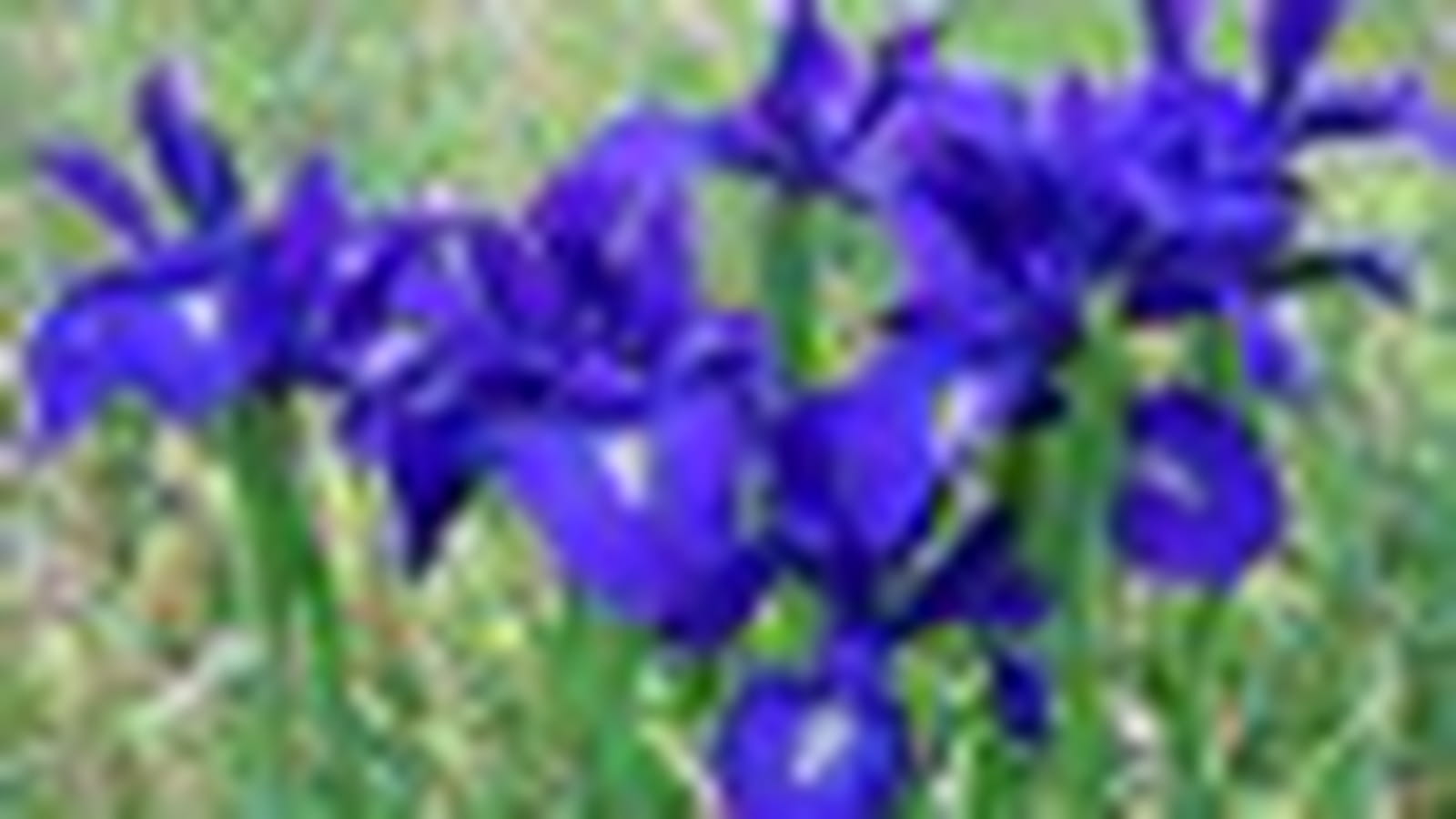 Iris de Gavarnie