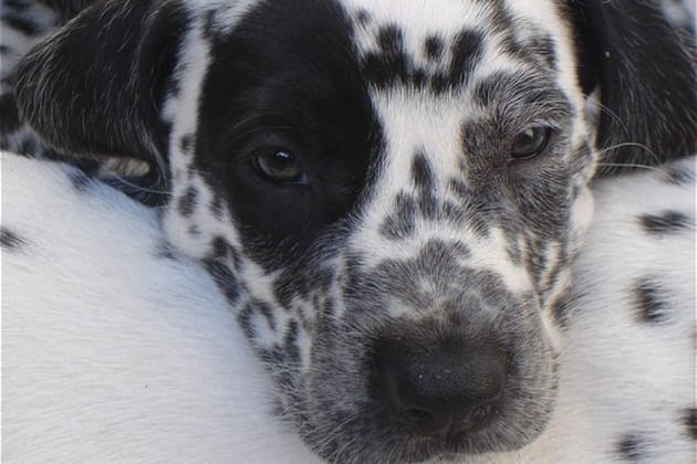 Un petit c&acirc;lin