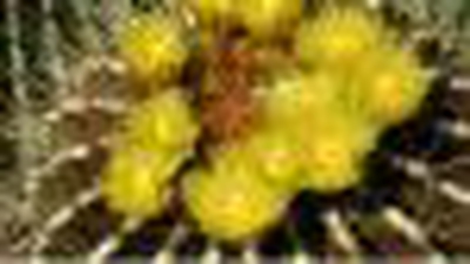 Ferocactus