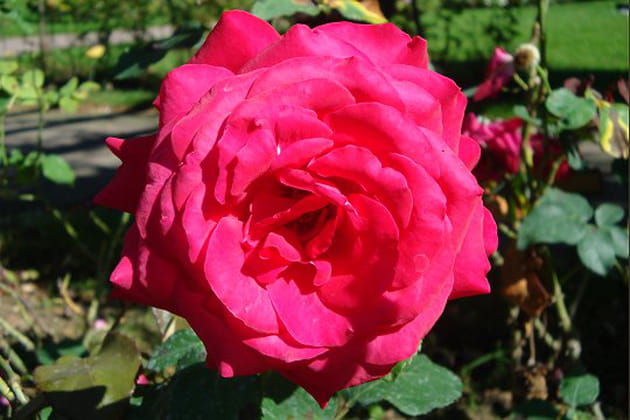 La rose de la paix