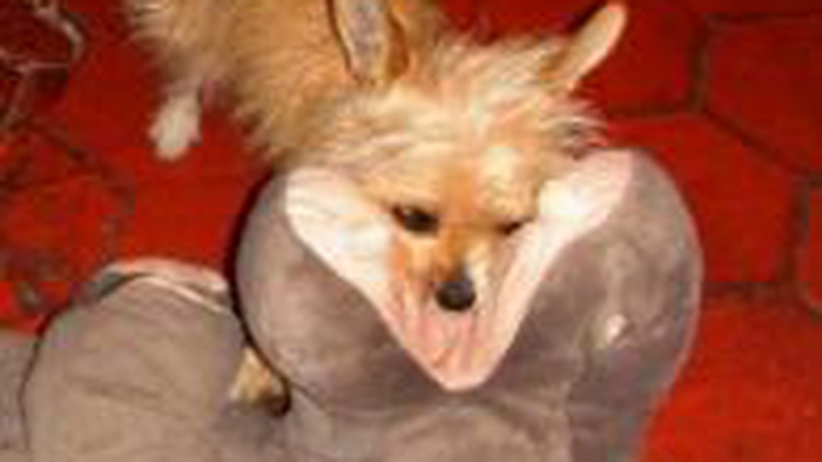 Hippopotame