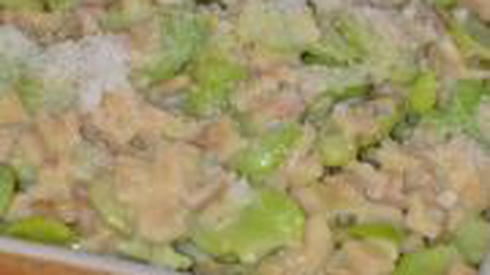 Crozotto aux fèves & parmesan