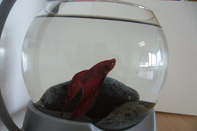 Le problème des week-ends