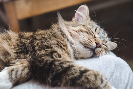 Votre chat dort sur vous&nbsp;? Ce n'est pas de l'amour, la vraie raison est beaucoup plus strat&eacute;gique
