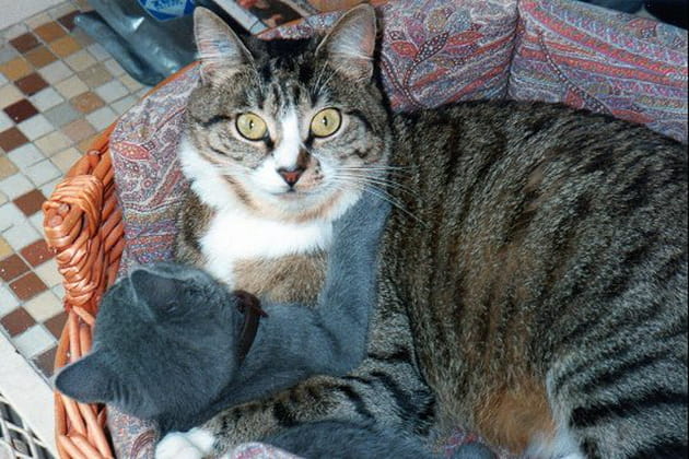 Des chats câlins