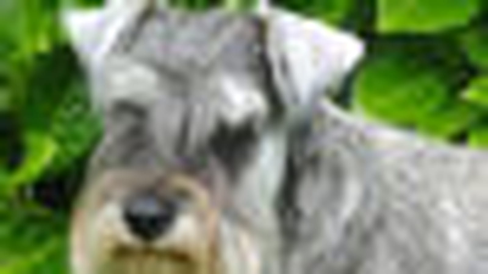 Schnauzer nain