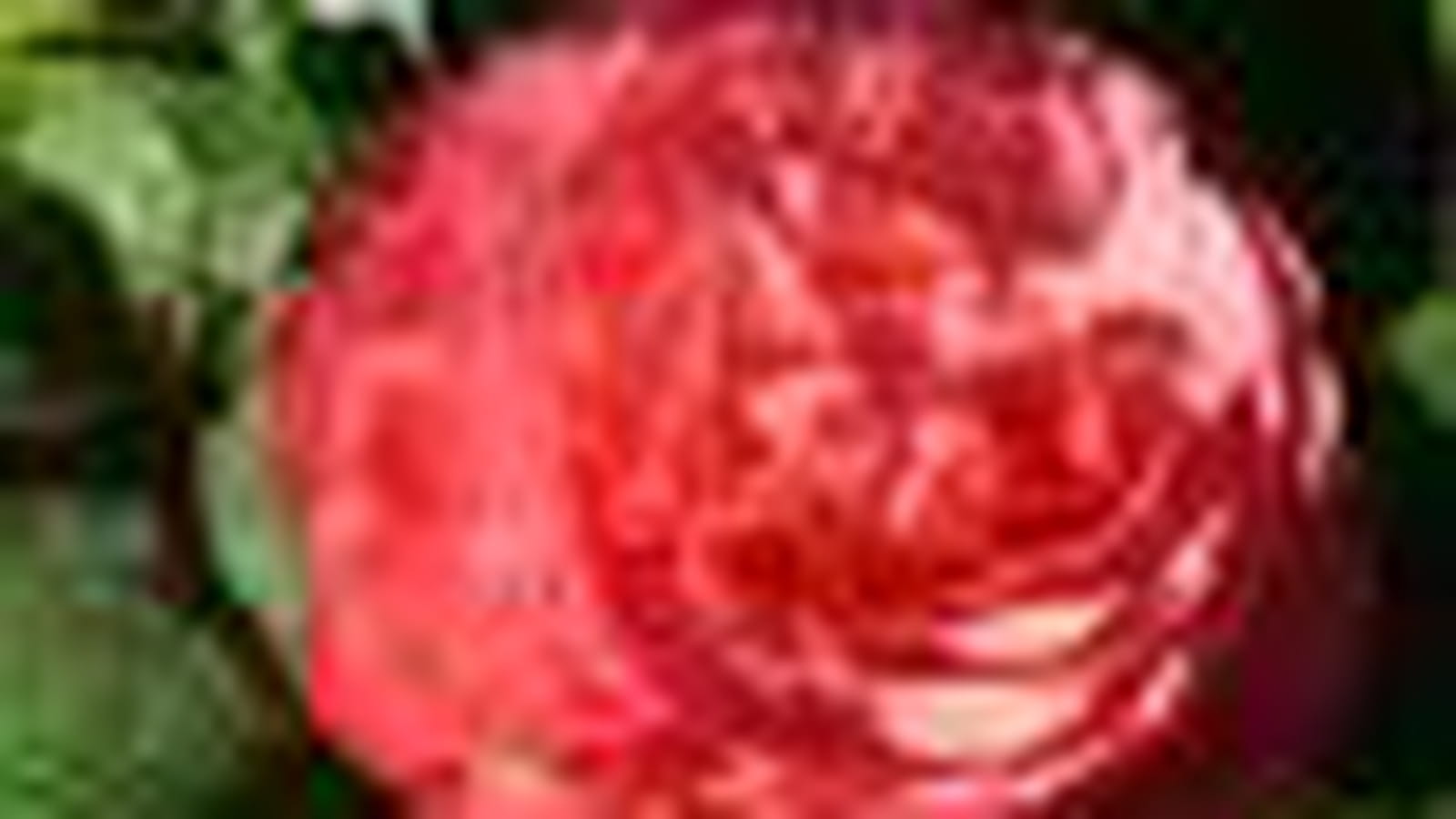 La panthère rose ® Meicapinal