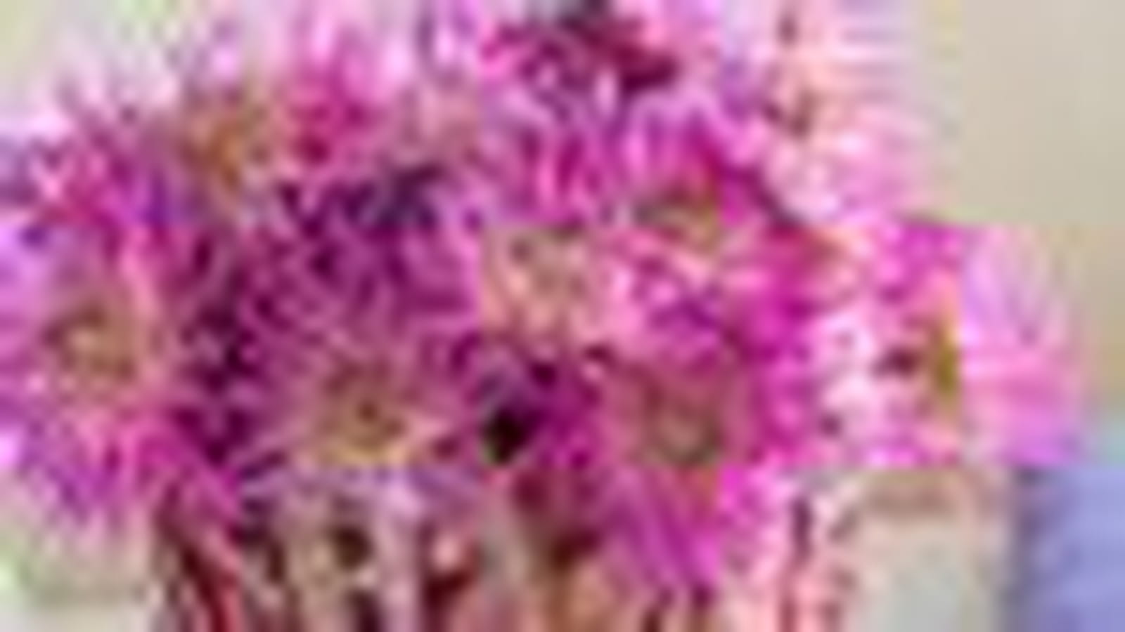 Haricots marbrés et dahlias