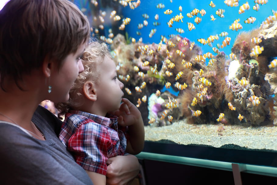 L'aquarium de Trégastel : le paradis des familles sous le granit breton