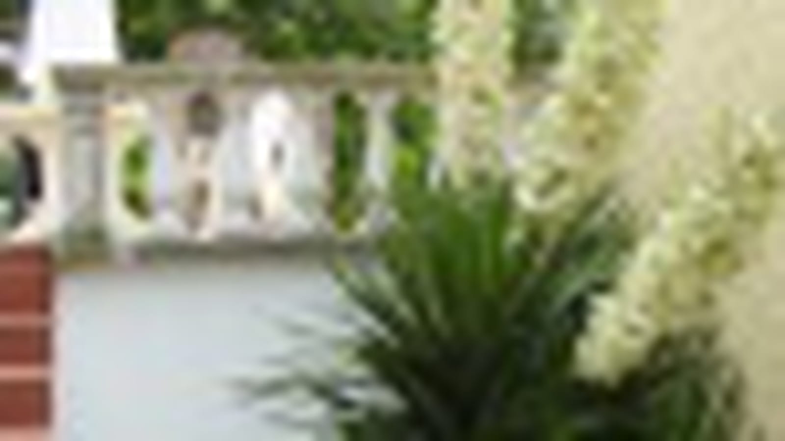 Yucca
