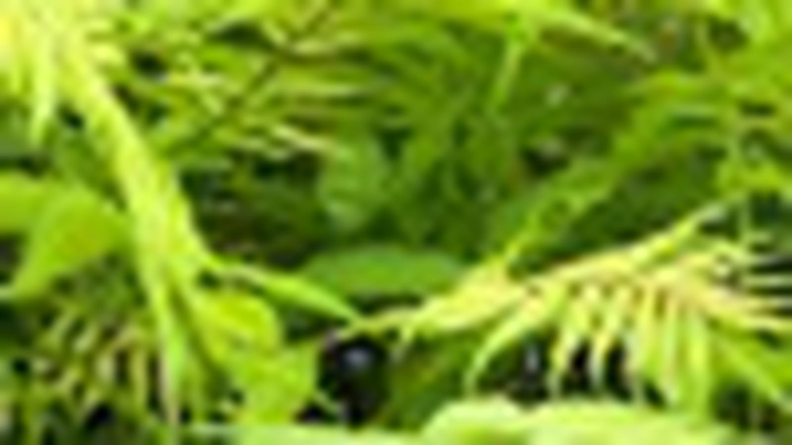 Sorbaria sorbifolia