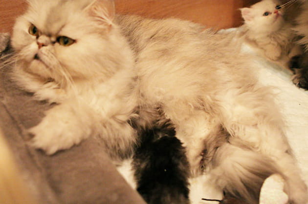 Une derni&egrave;re t&eacute;t&eacute;e