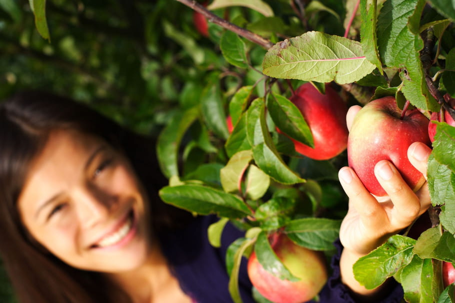Récolter et conserver des pommes