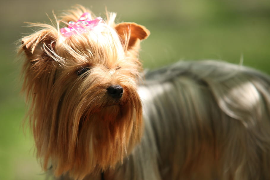 Shih Tzu