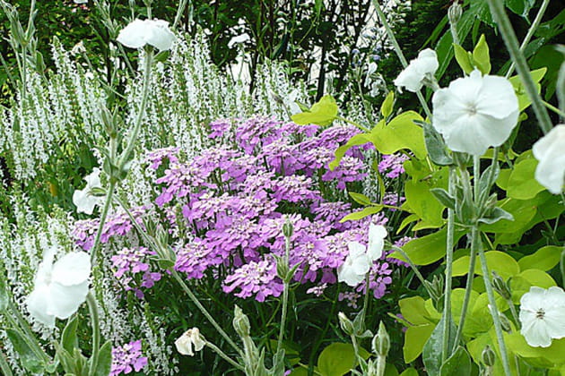 La délicate association du mauve et du blanc