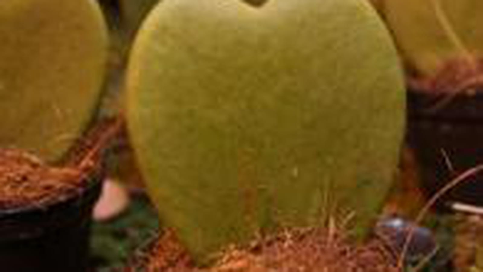 Hoya kerrii