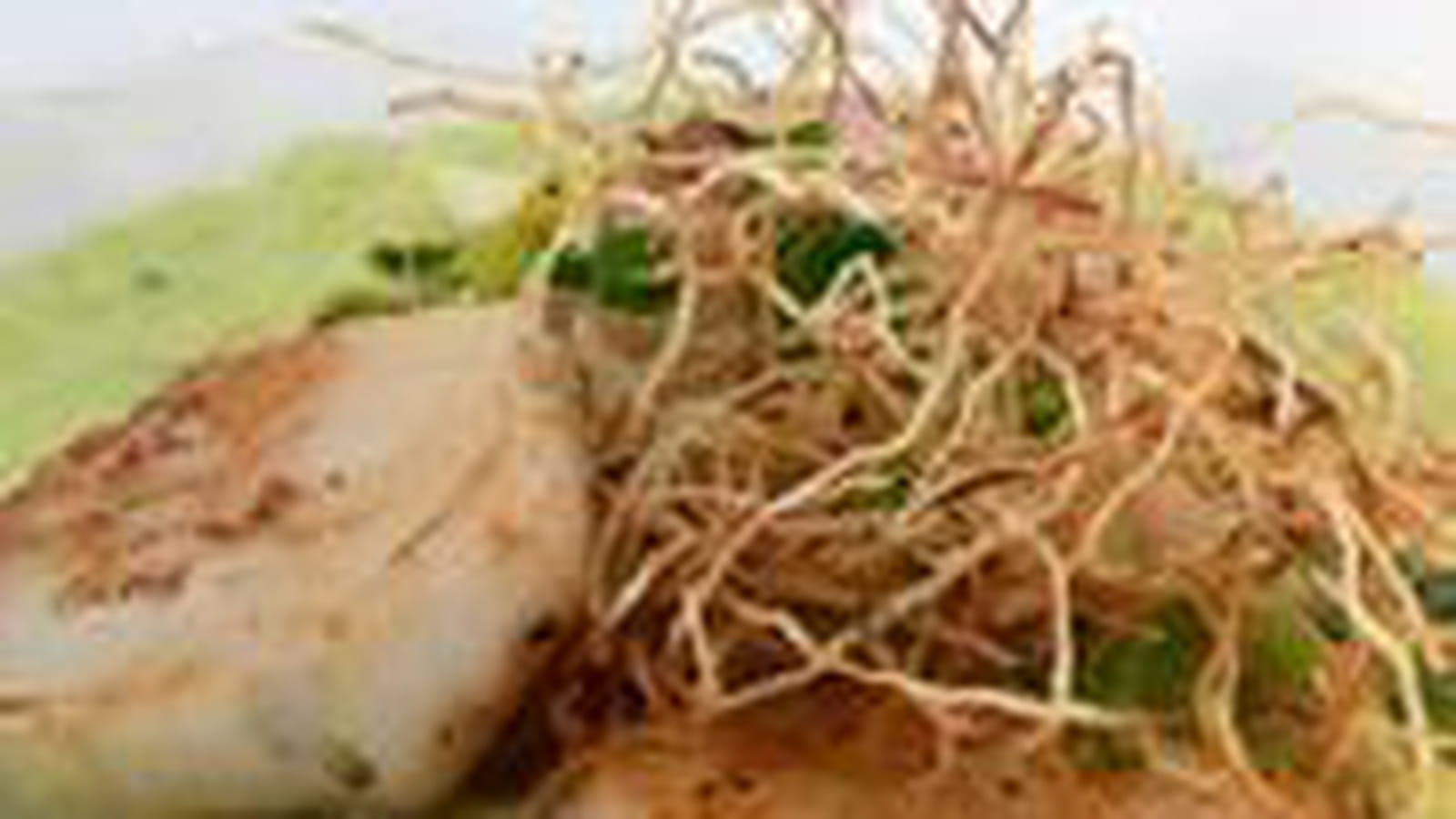 Noix de Saint-Jacques mousseline de poireaux et asperges