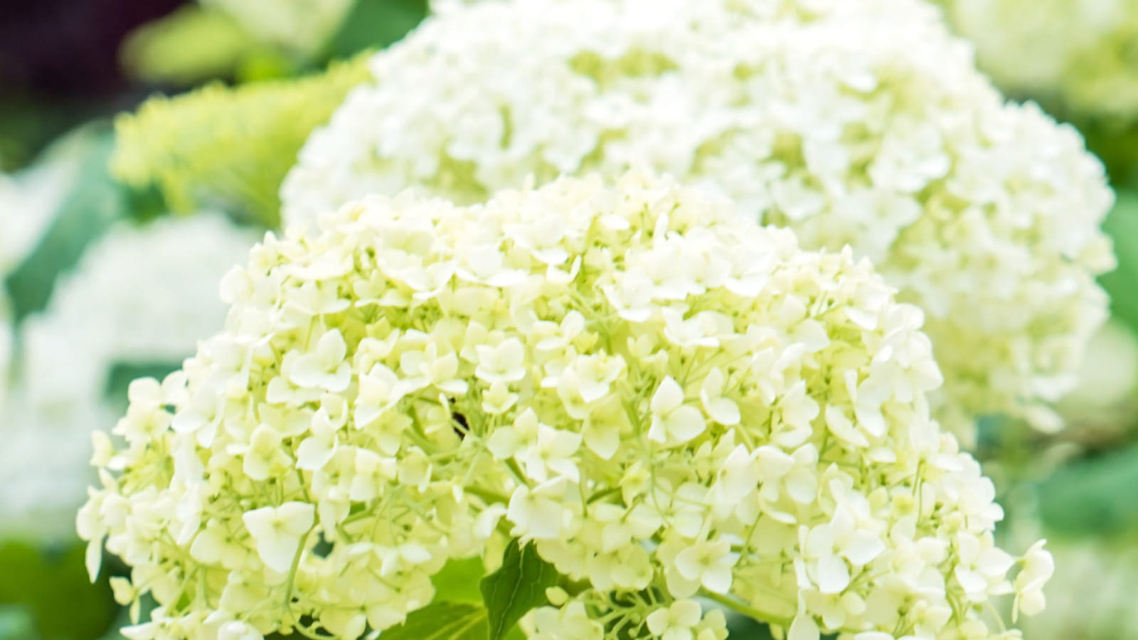 Hortensia