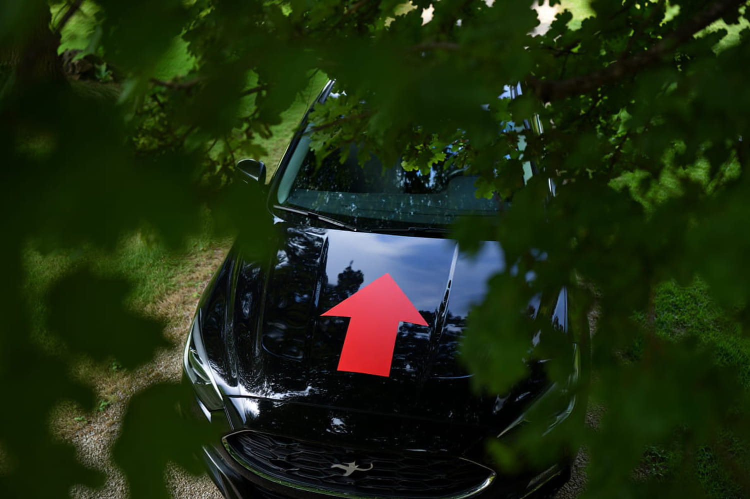 Everyone is trying to park in this place in summer, but it ruins the car considerably