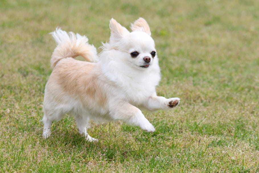 Chihuahua