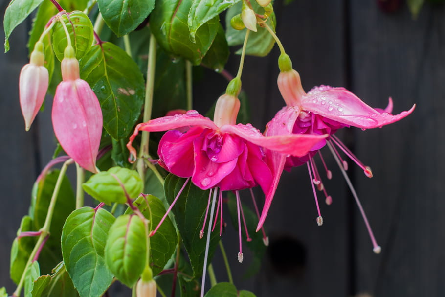Fuchsia