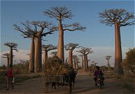 baobab
