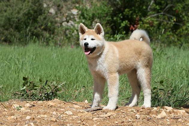 Un chien de la race Akita Inu