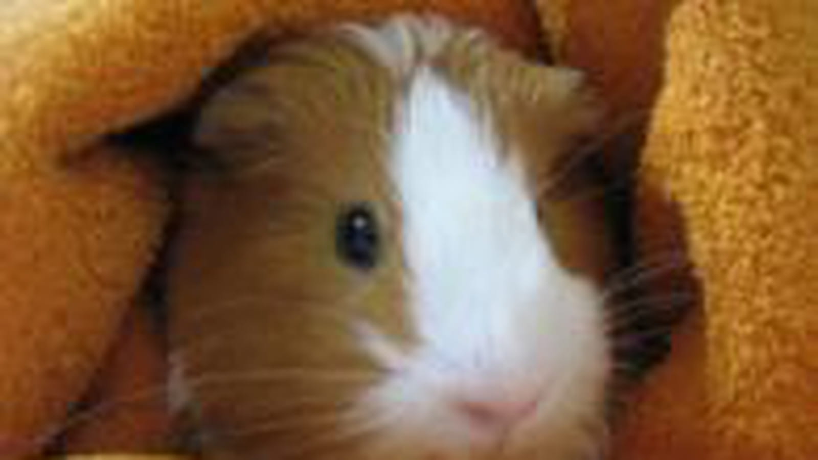 Noisette