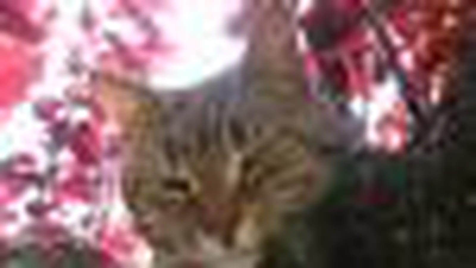 Filou