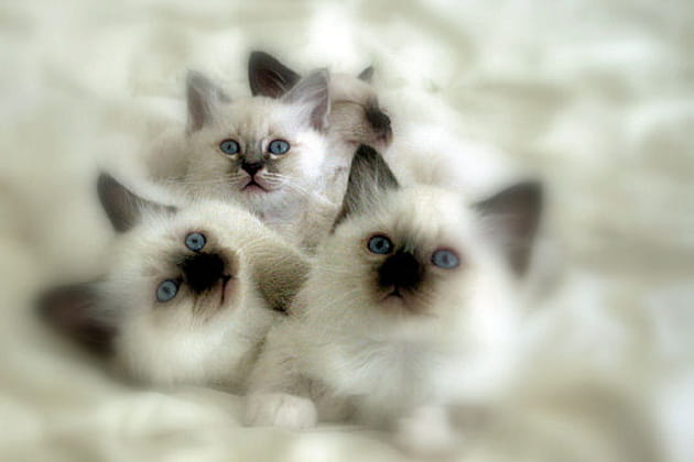 Clochette et ses fr&egrave;res