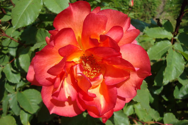 Une rose qui a du panache